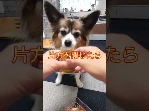 犬のおもちゃ作ってみた#犬のおもちゃ #パピヨン #可愛い犬