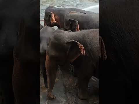 Sri Lanka’s Gentle Giants 🐘 | Pinnawala Elephant Orphanage