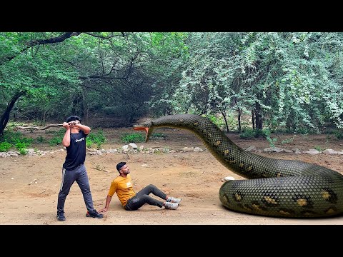 Anaconda Snake  In Real Life HD Video