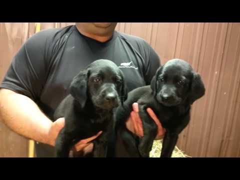 Two black pups