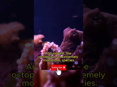 Is the octopus an alien? | Strange facts you never knew P.21 | Discovery Daze #shorts