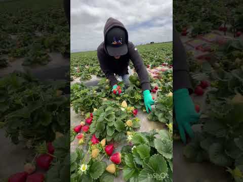Beautiful Strawberry Farm Harvest 🍓🌱 | So Fresh & Satisfying!#strawberryfarm #strawberrypicking