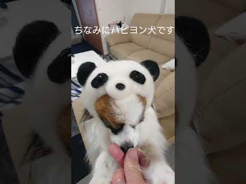 かわいいパンダはいかがですか？ #パンダ #犬のいる生活 #被り物犬