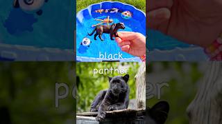 Animal Names for Kids | Toy Learning Fun: Puffin Cow Anteater Lion Black Panther