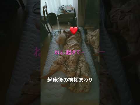 日課の、起床後の挨拶ダッシュ💨