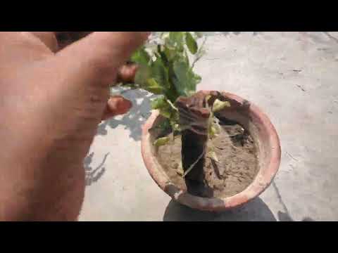 my garden video