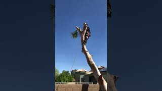 Safe and Effective Eucalyptus Removal