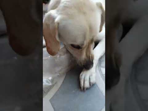 Oreo🐶Vs Rohit bhaiya Hockey match #hockey #fun