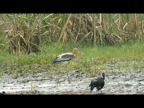 Painted Stork | Bird Photography | Nikon Coolpix B500 Video Sample & Zoom test |