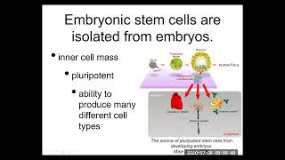 US275 24b Stem Cell Science Embryonic Stem Cells