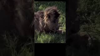 The lion king#livelikeaking#diedlikeaking#animallife#youtubeviral  #youtubeshort#viralshort#viral