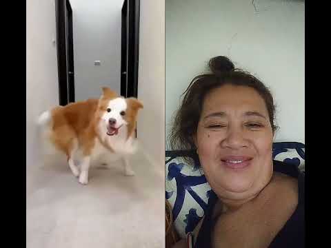 #dogdance Awesome #cute #like&subscribe