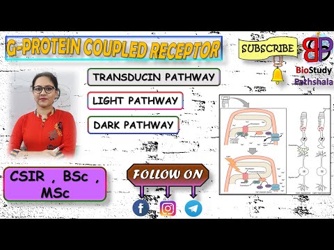 TRANSDUCIN PATHWAY || Cell Communication || Life Sciences || BioStudy Pathshala