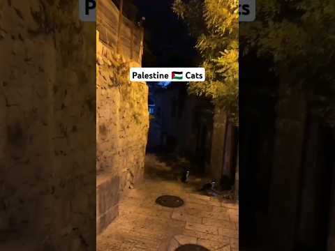 cats in Palestine 2024 #shorts #cat #cats #palestine #gaza #travel #pets #israelwarongaza #shorts