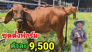Farm set-up for people with low capital, average price 9,500 baht per unit
