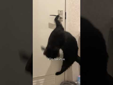 シャンプーにより力がみなぎる猫　#猫 #ネコズ #ねこ