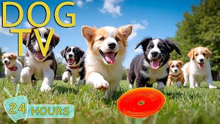 DOG TV: Videos Relax Help Anti-Anxiety for Dogs When Home Alone - Best Entertain Music for Dogs