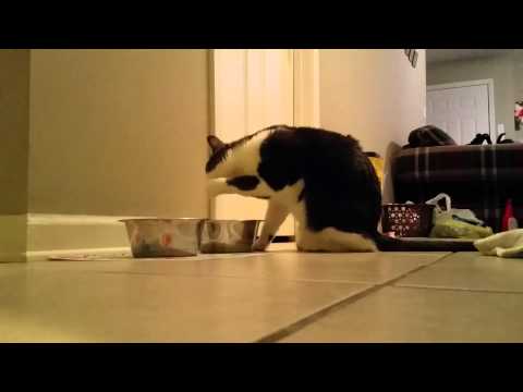 Cat Drinks Water With His Paw!