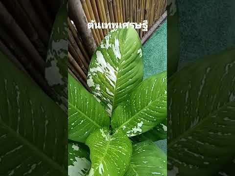 ต้นเทพเศรษฐี