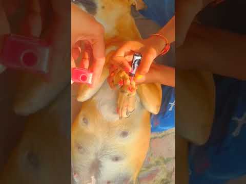 lalo's nailextansion 😂,#trendingreels #viralshort #haryanvivideos #gaamilifetyle
