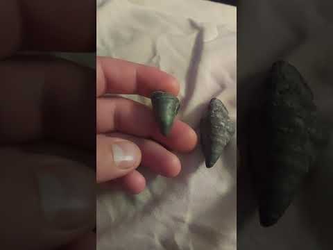 Fossilized Horn Coral found in Seneca Lake