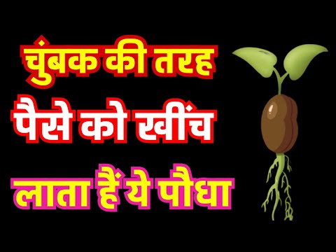 चुंबक की तरह पैसे को खींच लाता हैं ये पौधा। Lucky plant | #money #laxmi #moneyplant |