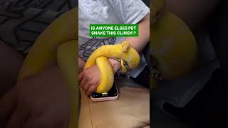 Is anyone else’s pet snake this CLINGY😍😂🐍