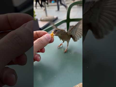 bird 🐦