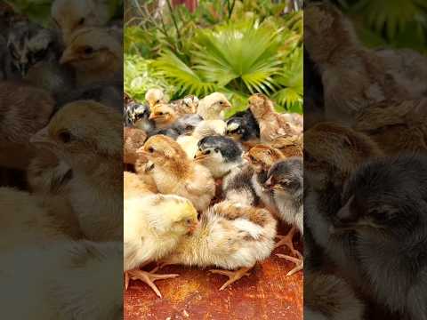 Feathered cuties! #chicken #chicks #chickenfarming #buhayprobinsya #youtubeshorts