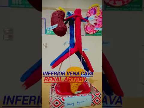 structure of the urinary system.#medicosphere#anatomy#physiology #3d#urinary system #viral shorts .