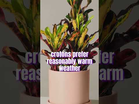 About Croton Plant #houseplants #indoorplants #plants