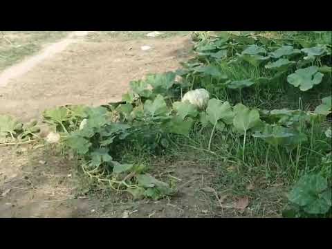 , dekhiae Kunda ka kheti hai