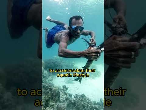 Bajau People Hold Breath For 13 Minutes | Strange facts you never knew #shorts