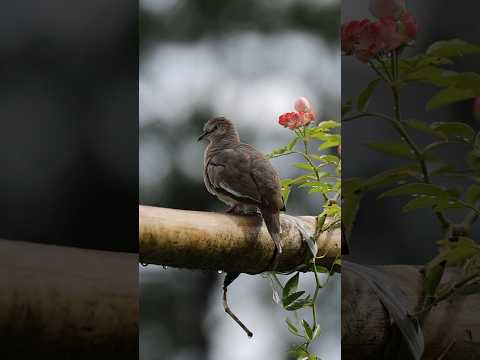 Rolinha-picuí #rolinha #rolinhapicui