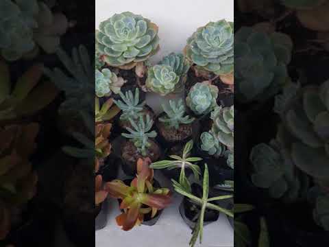Succulents 😍