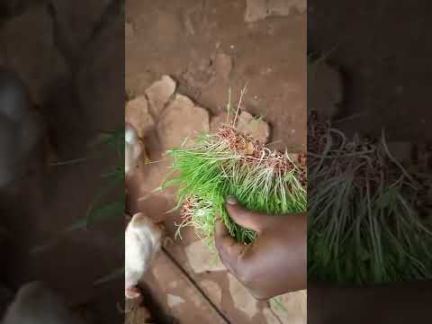 Fodder from sorghum seeds for free range broilers for weight gain