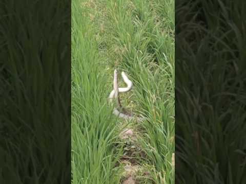 🐍 #viralvideo #virelshorts #trending #youtubeshorts #shortvideo #subscribe #shorts