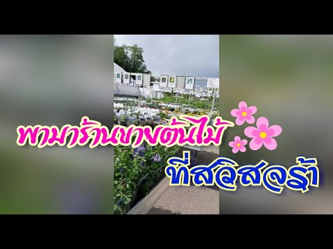 ไปร้านขายต้นไม้ในเมืองกันจร้า