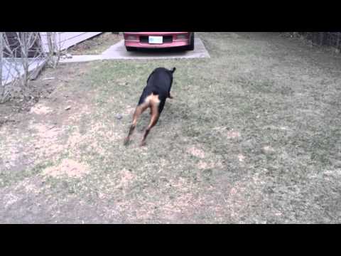Playful rottweiler