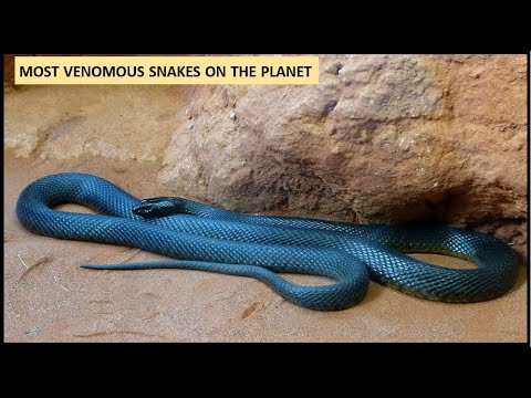 Taipans Most Venomous snake on the planet