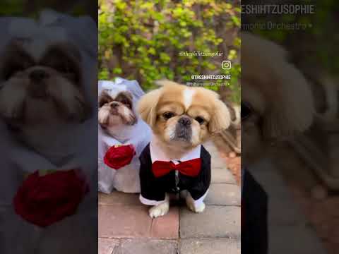 The marvelous and incredible couples in town @Theshihtzusophie#dog wedding #perfectwedding