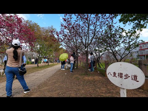 台中市后里區中科崴立櫻花公園Cherry blossom viewing in WELE Mechatronic Co.,Ltd.,Houli Dist.,Taichung City_20250228