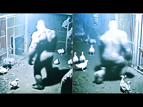SASQUATCH CAUGHT Stealing Chickens On Security Camera | Bigfoot Encounter UP CLOSE