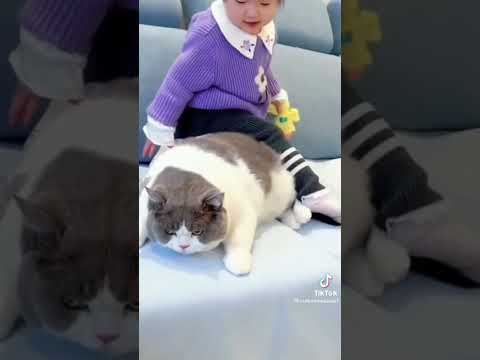 คลิปฮาๆน้องแมว - NO.10 #คลิปแมว #คลิปหมาน่ารัก