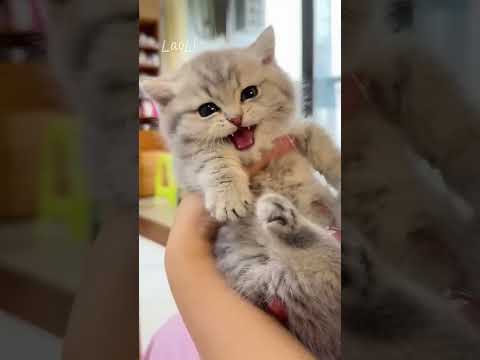 😹💕😽Cute and naughty kittens#cat #shorts #catlover #แมวน่ารัก #แมวกวนๆ #คลายเครียด #คลิปตลก