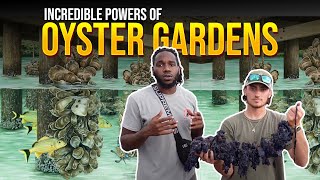 How to Build a Vertical Oyster Garden ? (VOGs)