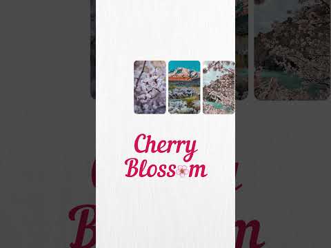 The Apricot Blossom Festival in Ladakh! 🌿🌸 #ladakh #shorts #apricotblossomfestival #travel