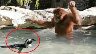 Animals Deserve an Oscar for Best Comedian 😂 Funniest ANIMAL Videos