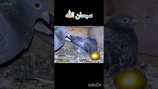 #hijab #islamictext #shortsvideo #tiktok