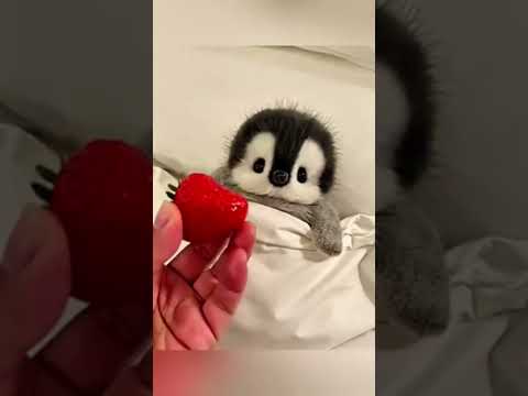 This Penguin Just Woke Up and Went Straight to Breakfast! 🐧🍽️